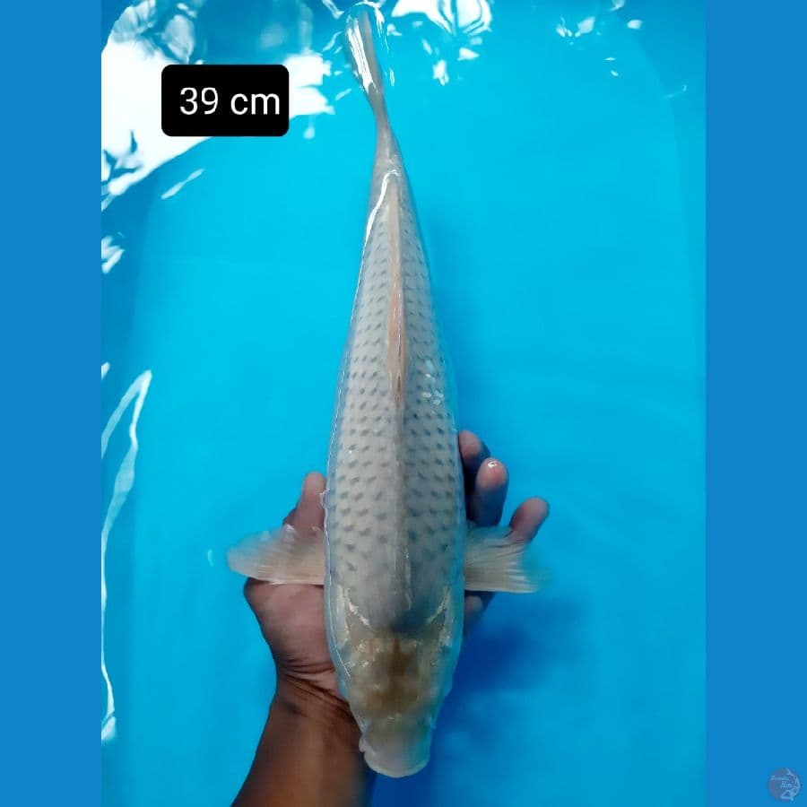 Badak 2 39 cm
