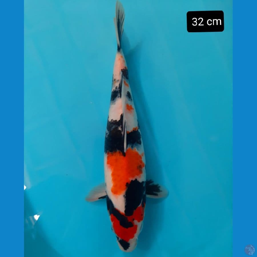 showa 32 cm