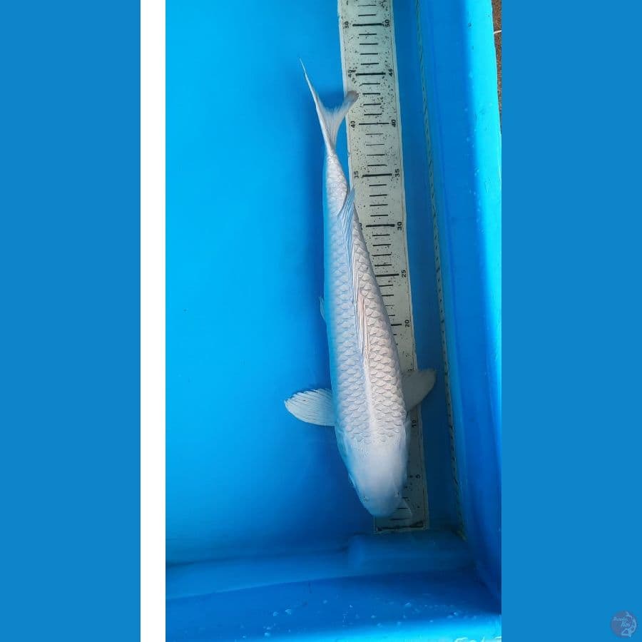 platinum 42cm