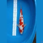 kohaku