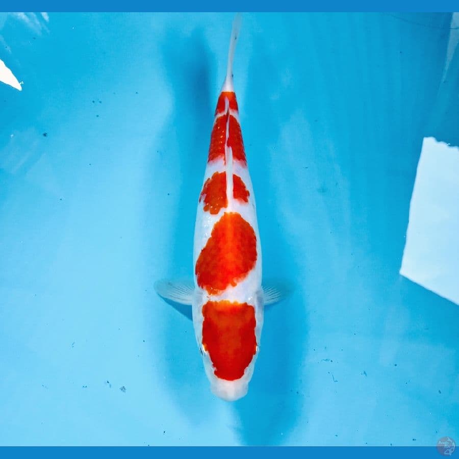 kohaku, 25 cm