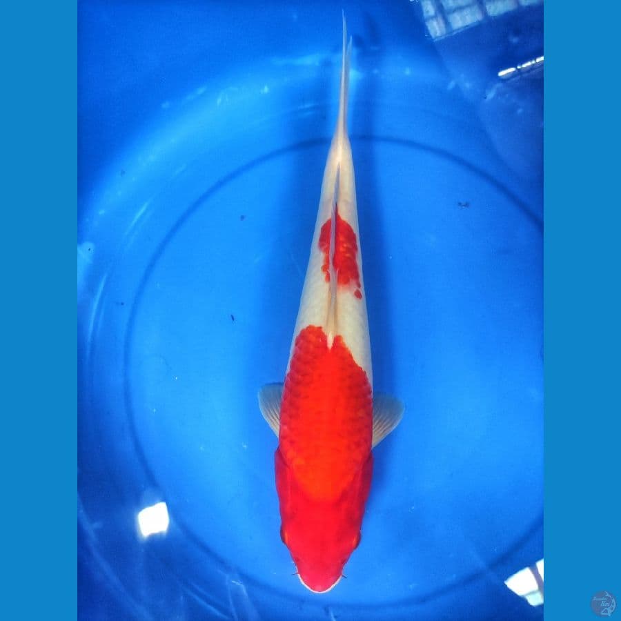 Kohaku 36 cm