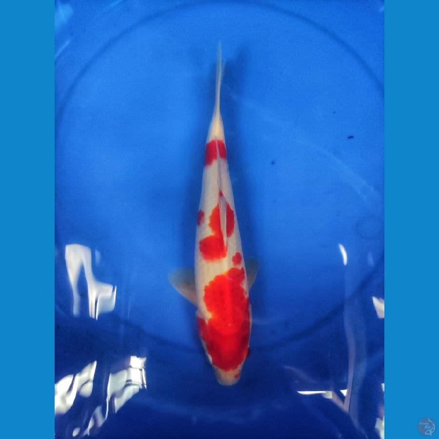 kohaku 29 cm
