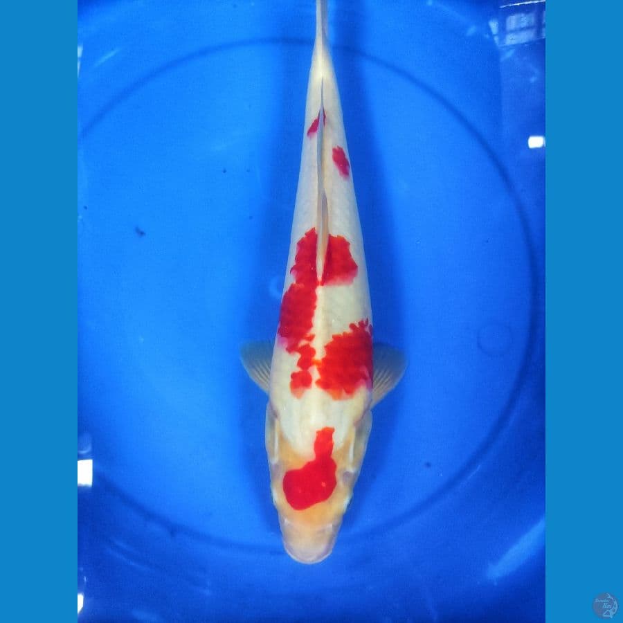 kohaku 36 cm