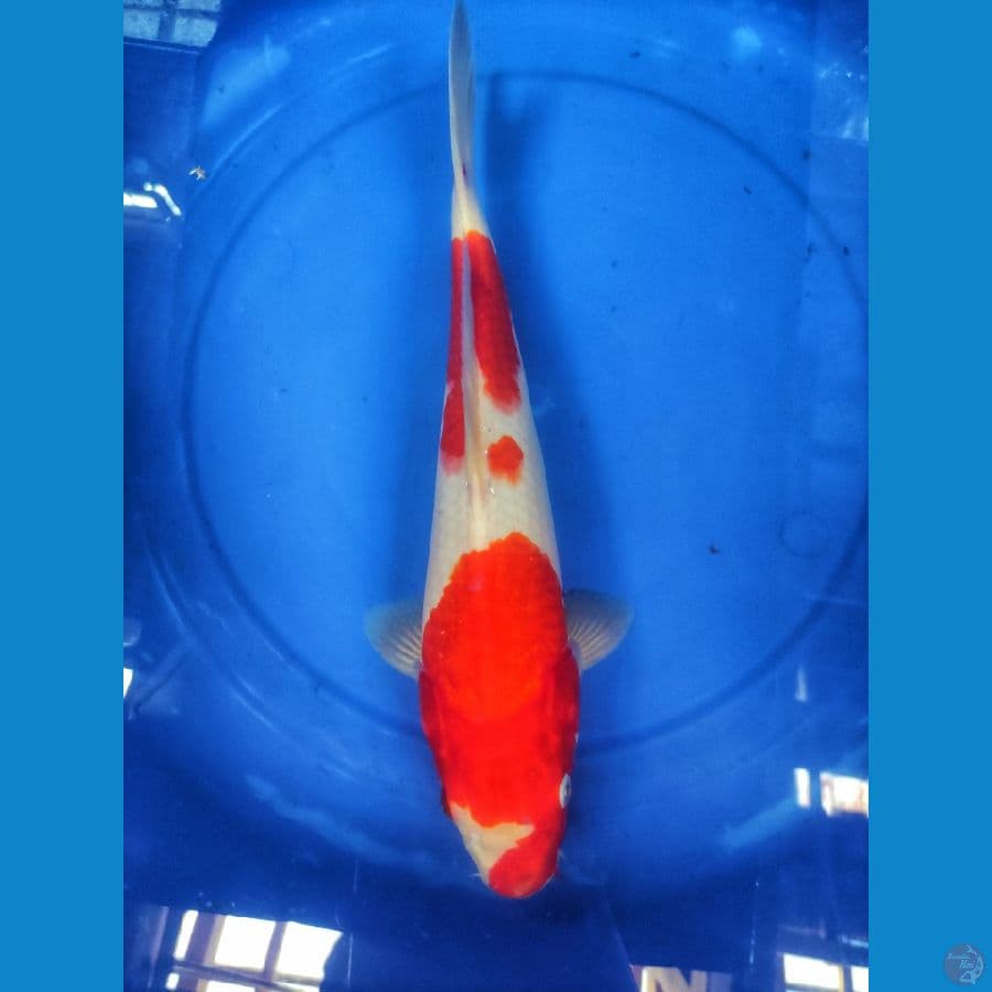 kohaku 36 cm