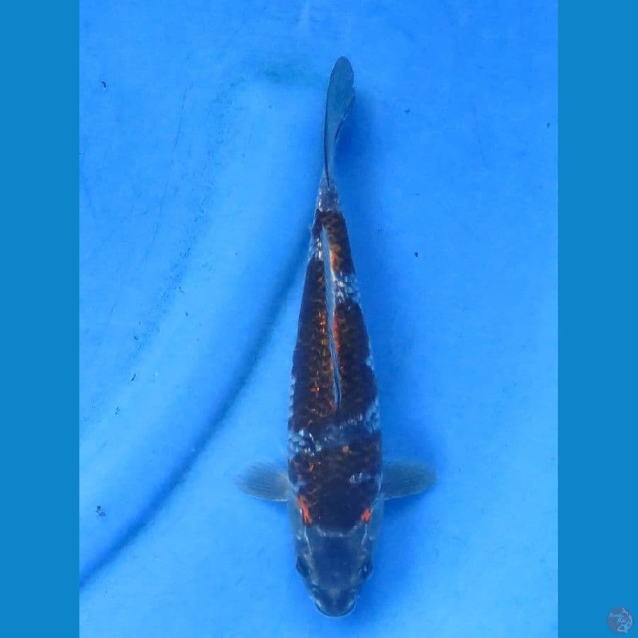 super unique 29cm Tosai 