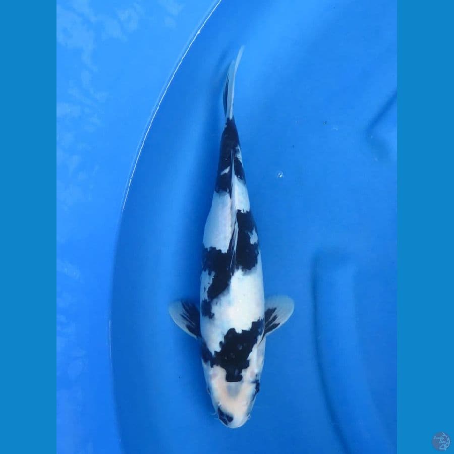 Shiro putih salju 34cm Tosai 
