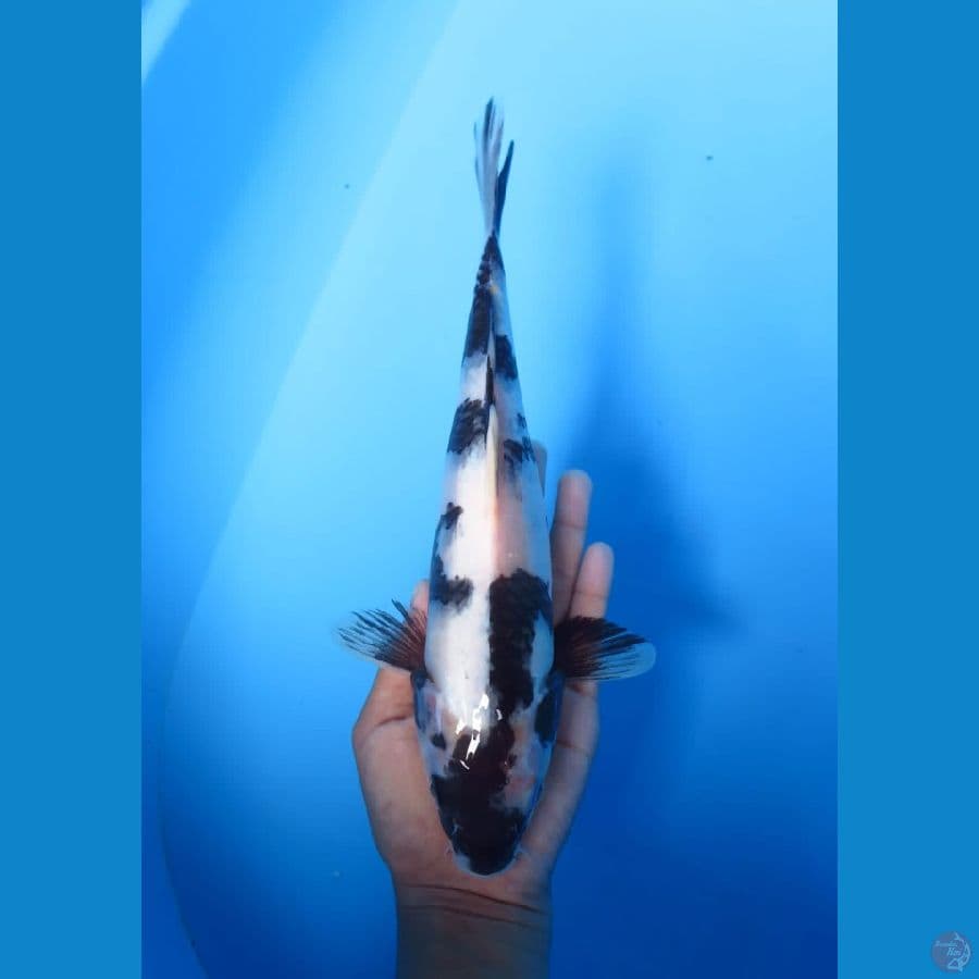 shiro male 28cm Tosai