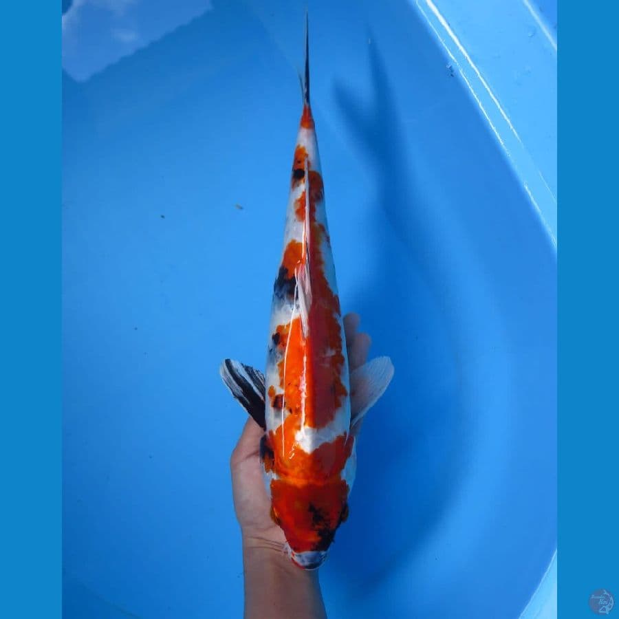 kin showa 37cm Tosai