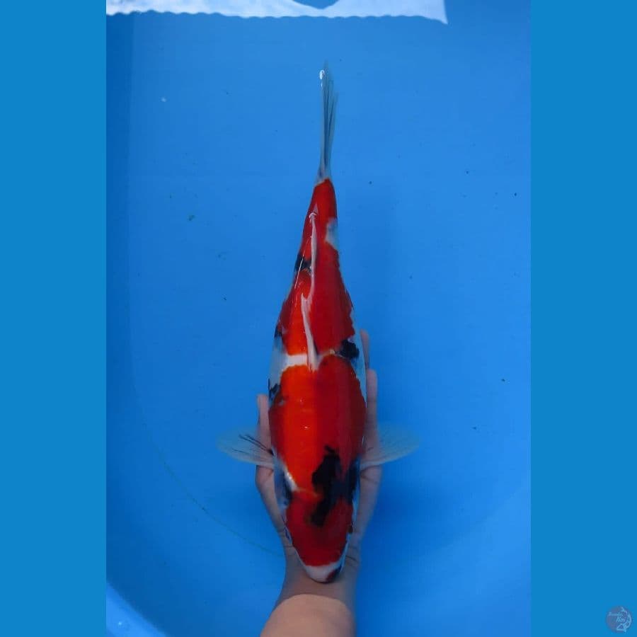 Showa 29cm Tosai 