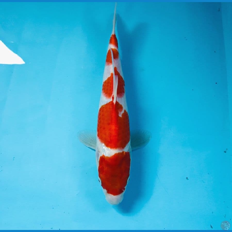 kohaku, 24 cm