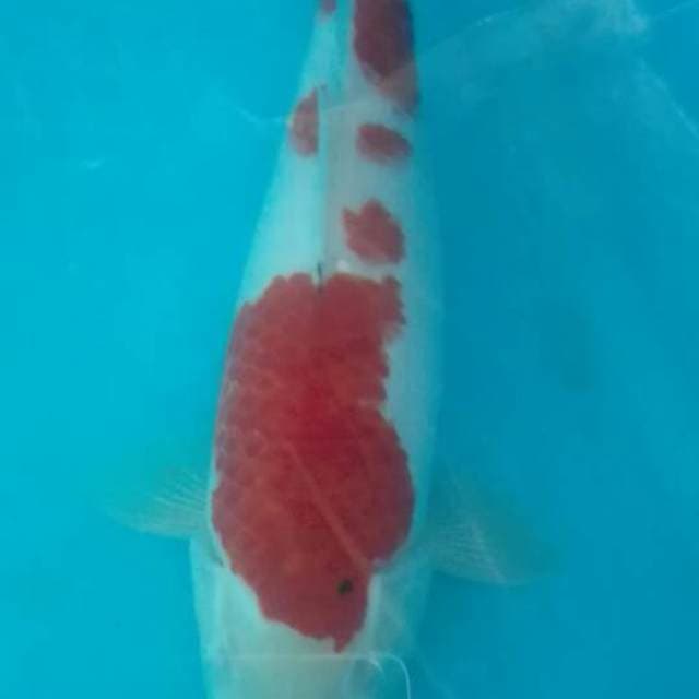 36.kohaku