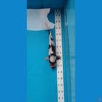 tc showa rapikan dikit punuk onta 35 cm