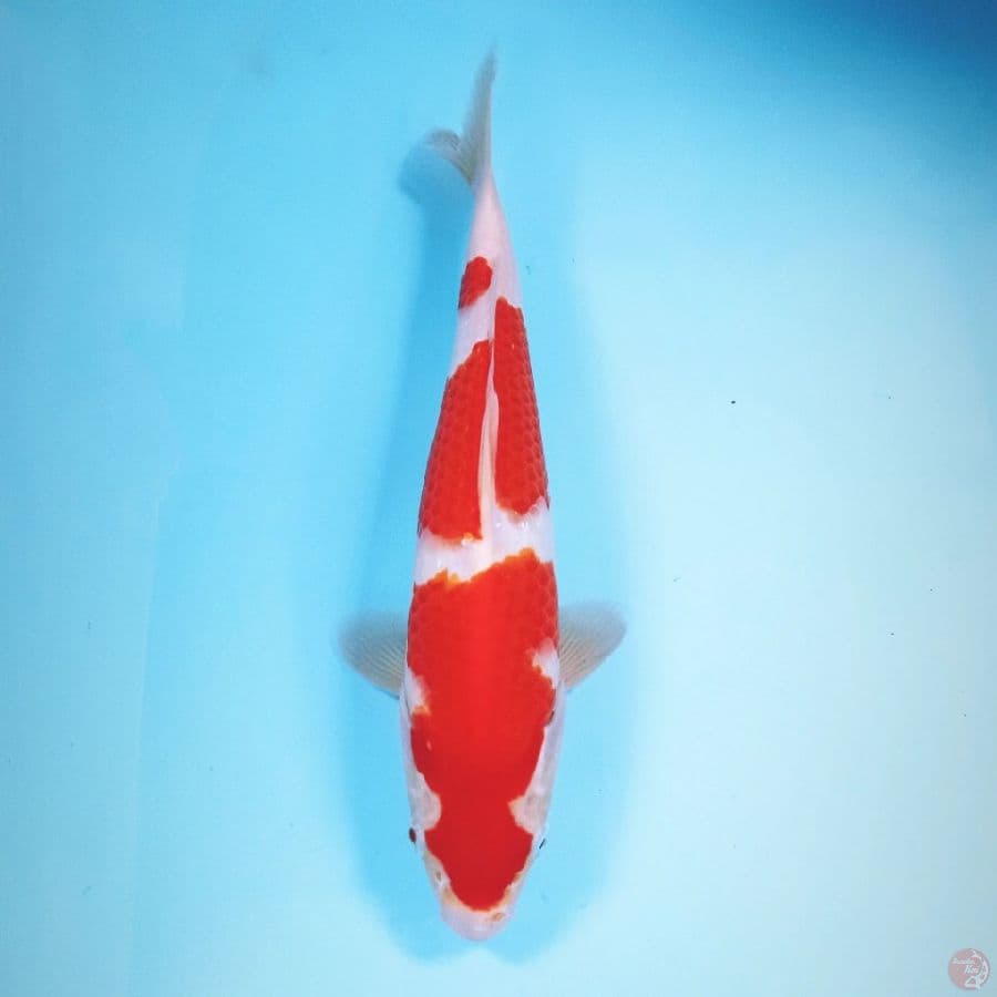 kohaku, 26 cm