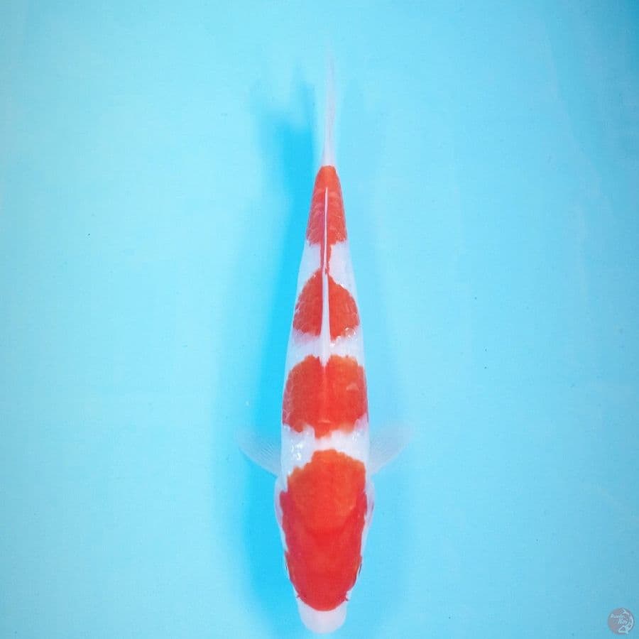 kohaku, 23 cm