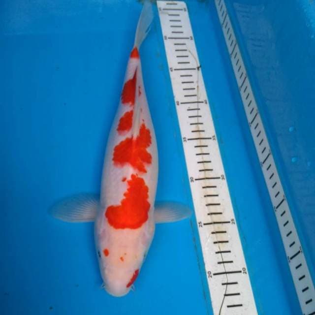 KOHAKU 35 cm