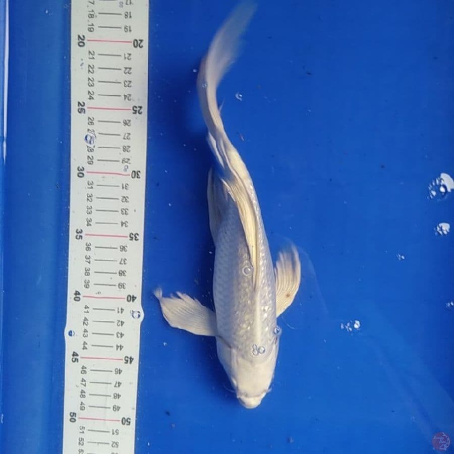 platinum ginrin 30 cm