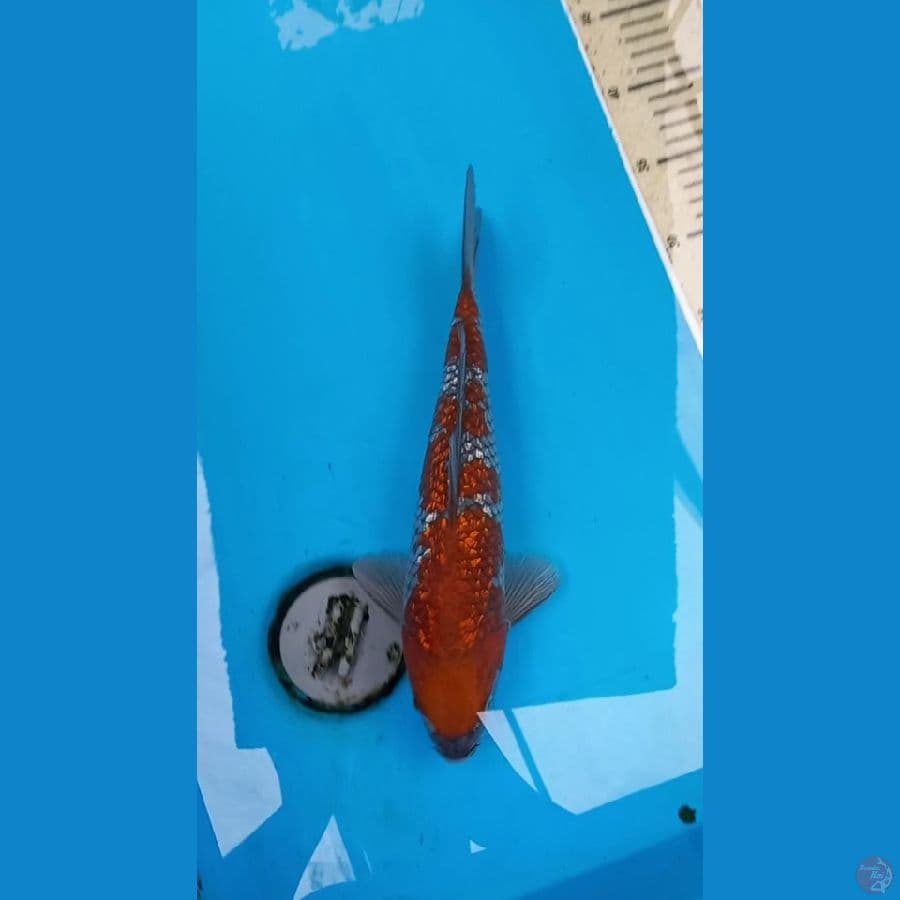 Ginrin ochiba 31cm Male