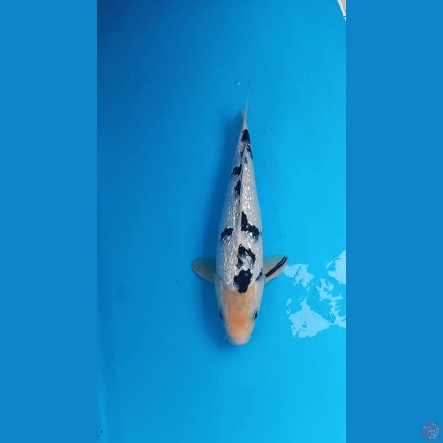 Ginrin bekko 29cm Male