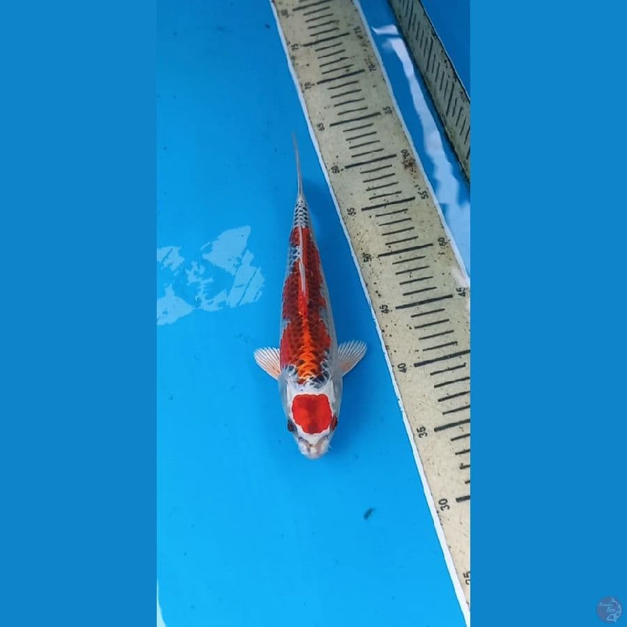 Kujaku 25cm Male