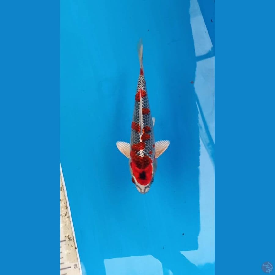 Beni gingga 27cm Male