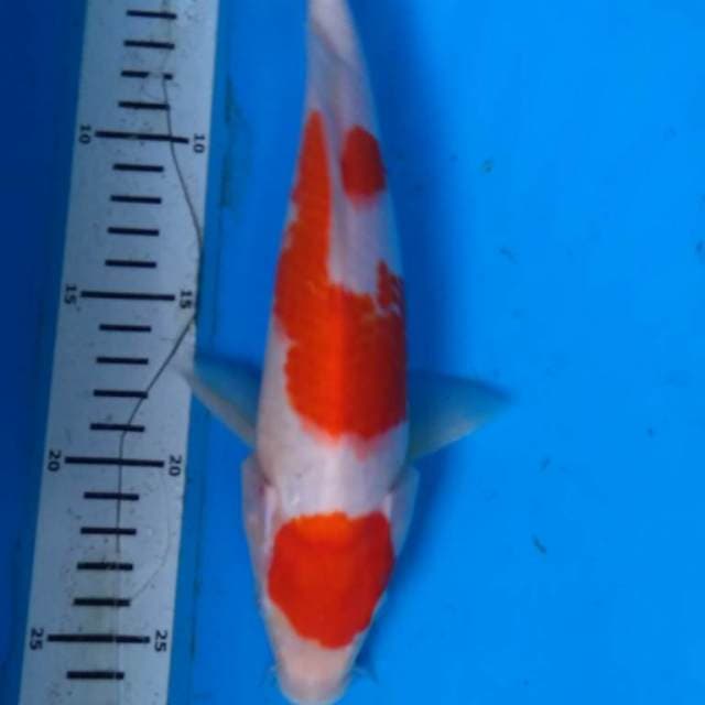 KOHAKU