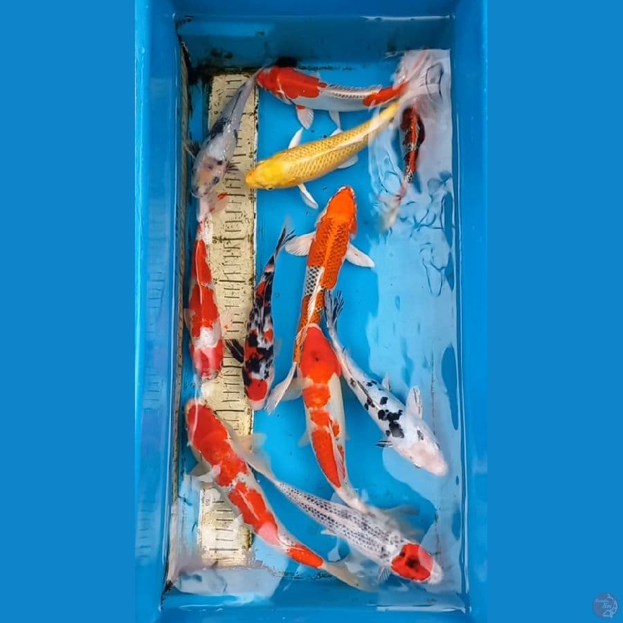 Paket 11 ekor 23-28cm