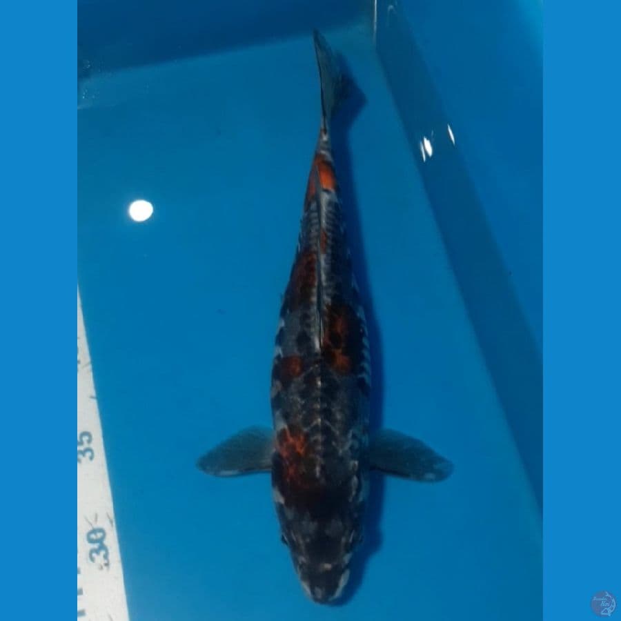 Kiko 32 cm