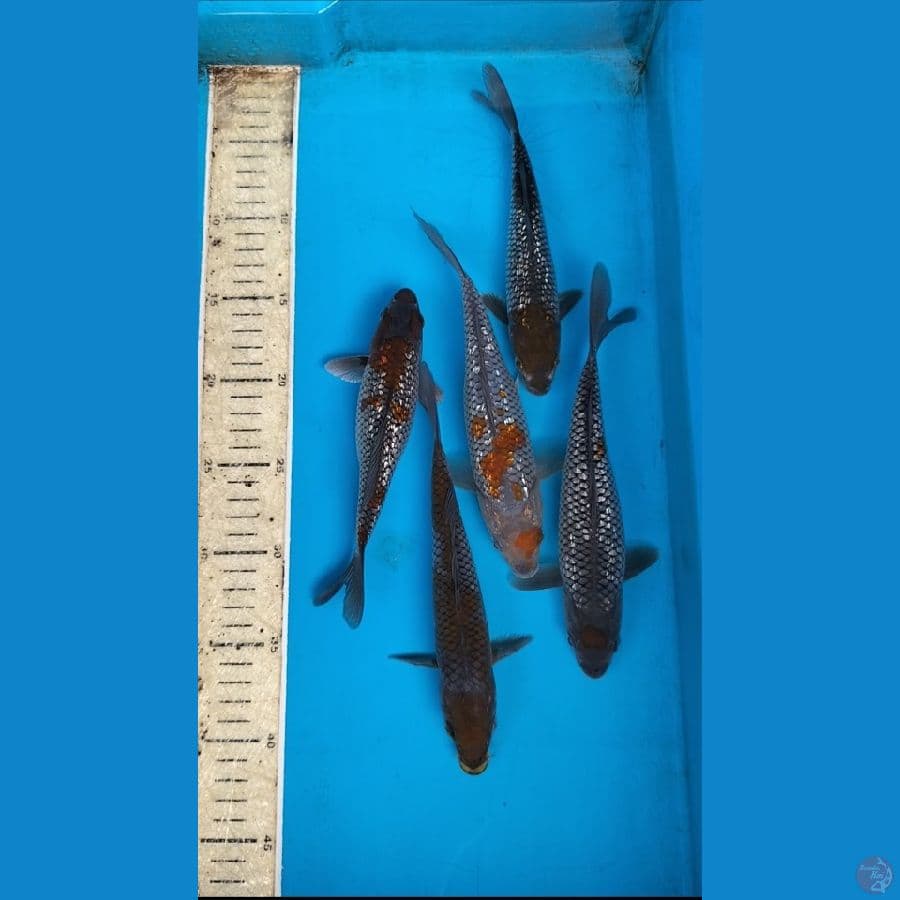 ociba gindrin18-22cm