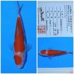 kohaku matsue