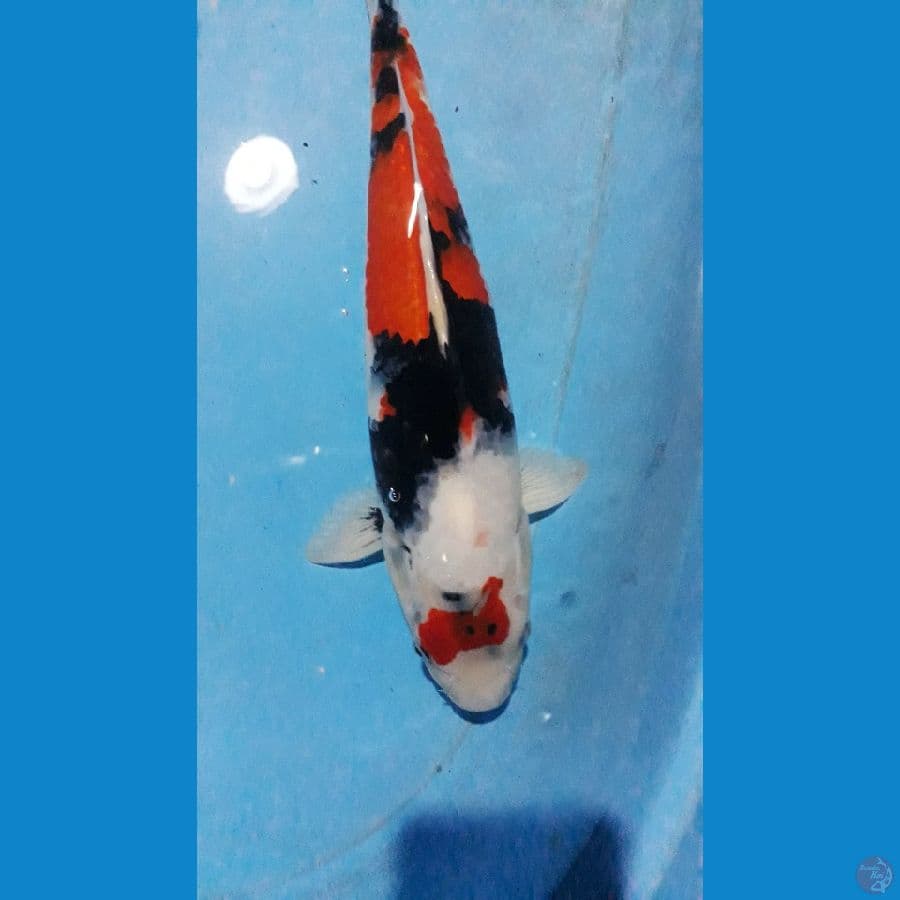 showa 38cm