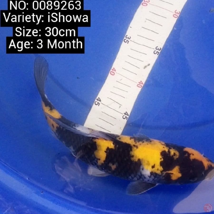 ISHOWA 30CM --- CANAYA KOI FARM
