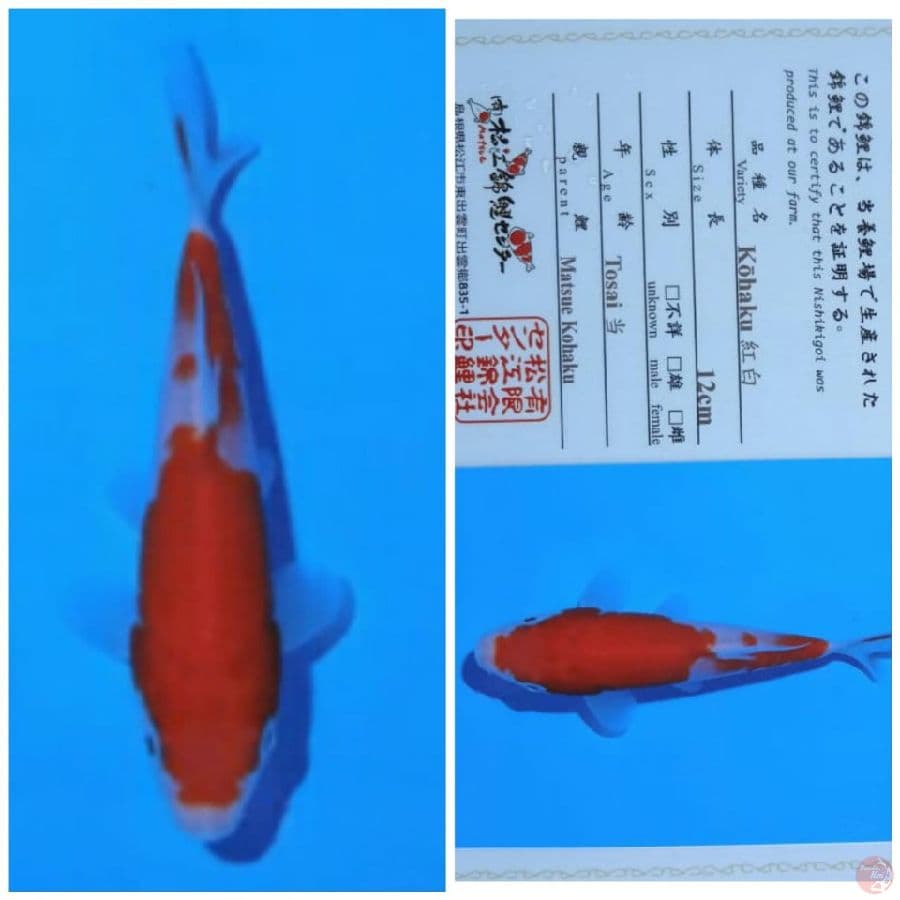 kohaku matsue