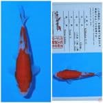 kohaku matsue