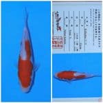 kohaku matsue