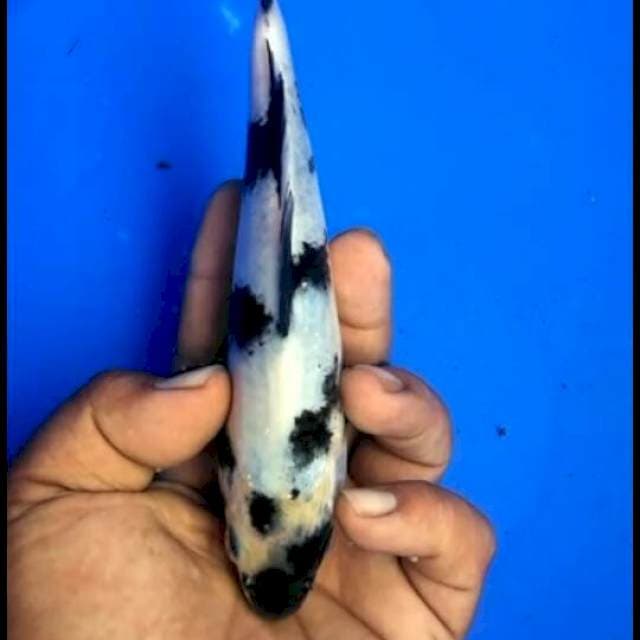 SHIRO