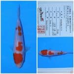 kohaku matsue