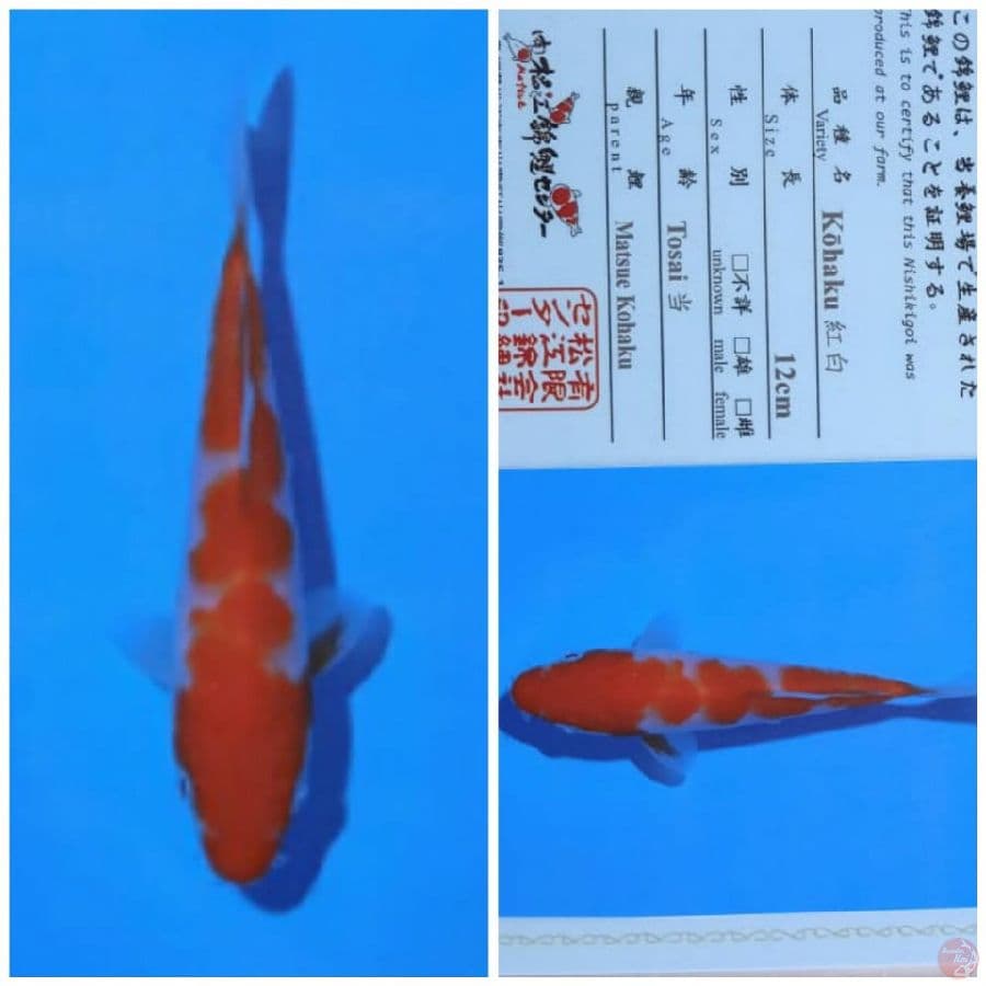 kohaku matsue