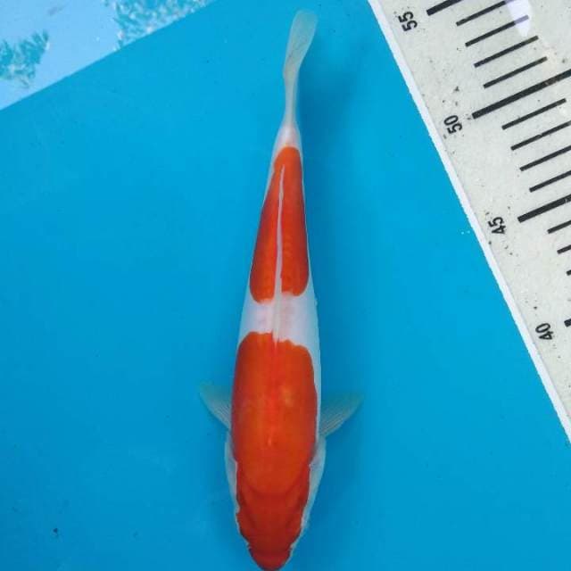 Kohaku Doitshu