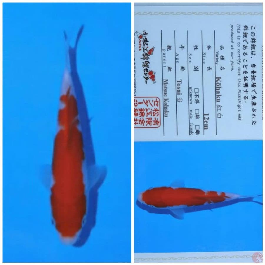 kohaku matsue
