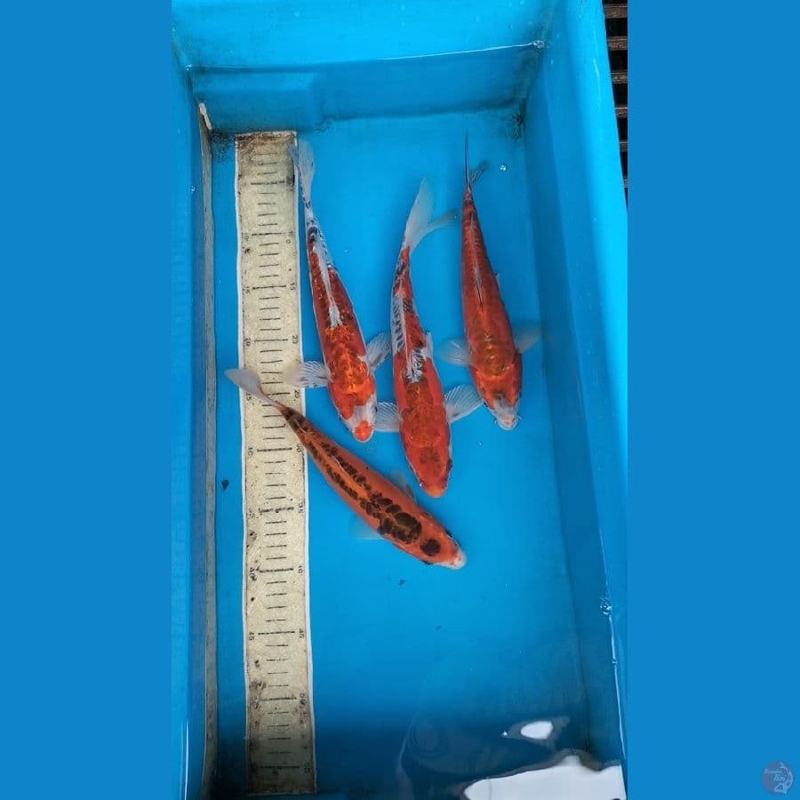 Kojaku doit aragoke 25-28cm