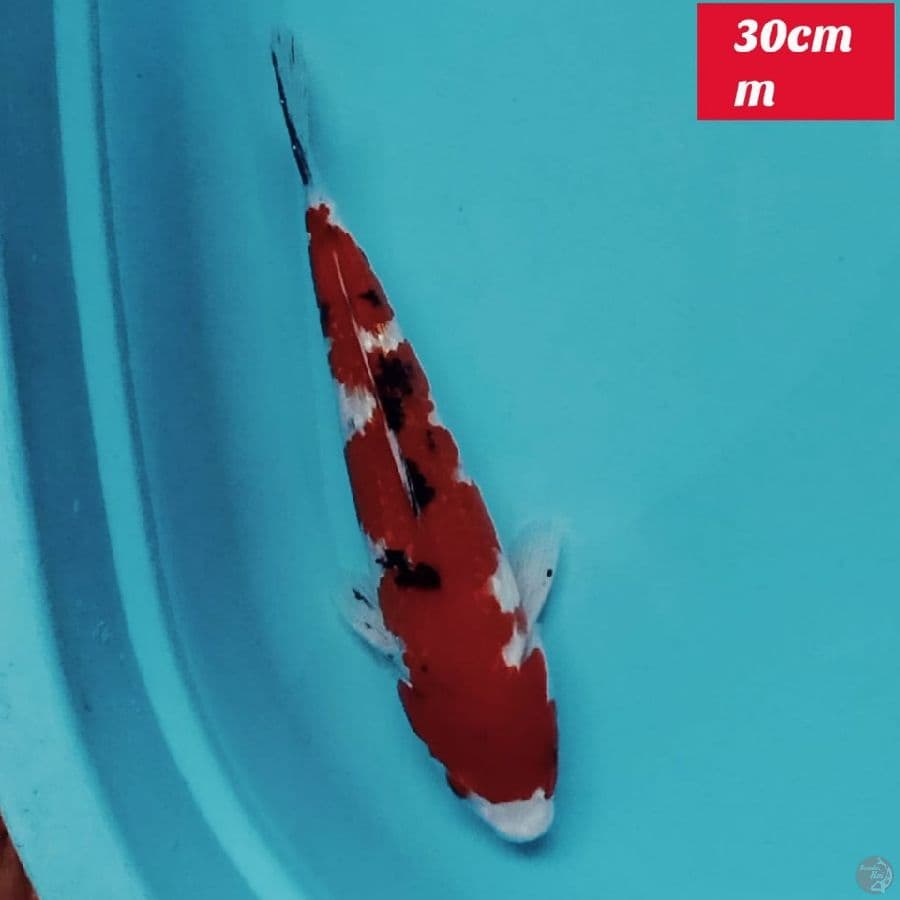 sanke ginrin 30cm