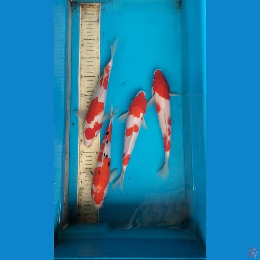 Kohaku sanke 24-28cm