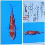kohaku matsue