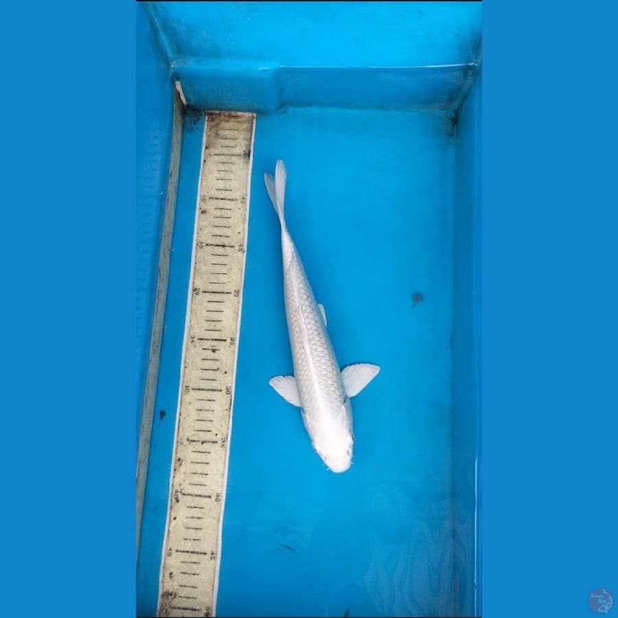 Platinum 31cm