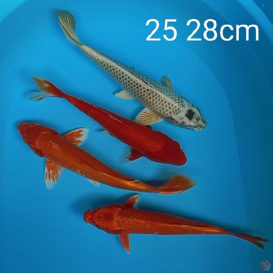 mix 25 28cm