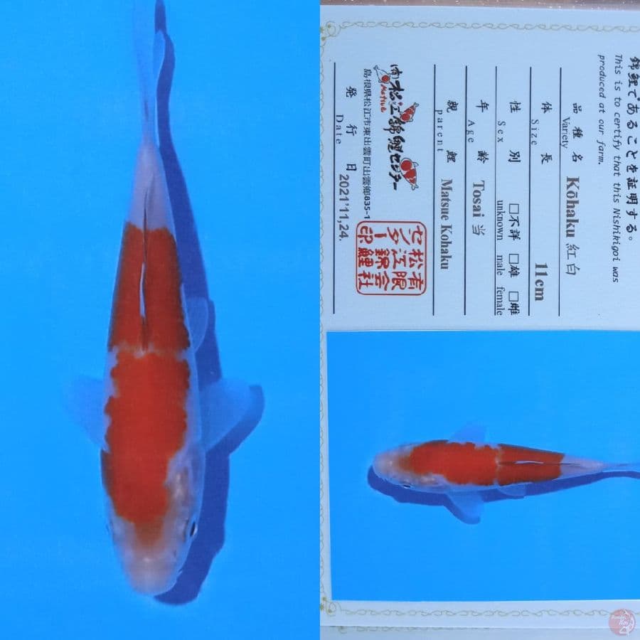 kohaku matsue