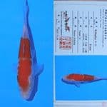 kohaku matsue