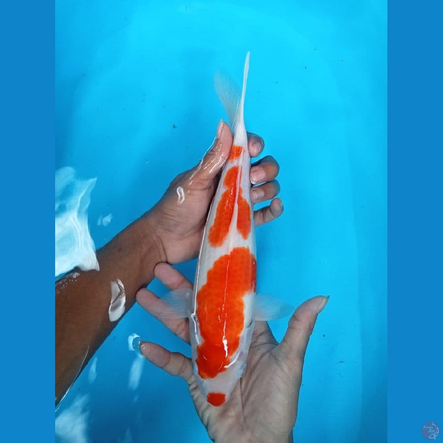 kohaku 3 step ucibeni