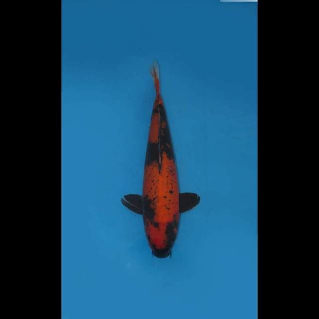 45cm , Jumbo Hi Utsuri Kanoko